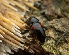 Mycetochara haldemani by (c) Zachary Dankowicz, some rights reserved (CC BY), uploaded by Zachary Dankowicz. Used under a CC-BY license.