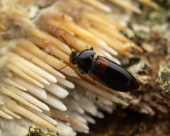 Mycetochara haldemani by (c) Zachary Dankowicz, some rights reserved (CC BY), uploaded by Zachary Dankowicz. Used under a CC-BY license.
