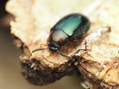 Neomida bicornis by (c) Katja Schulz, some rights reserved (CC BY), uploaded by Katja Schulz. Used under a CC-BY license.