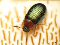 Neomida bicornis by (c) Katja Schulz, some rights reserved (CC BY). Used under a CC-BY license.