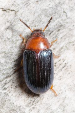 Neomida bicornis by (c) Justin Williams, some rights reserved (CC BY), uploaded by Justin Williams. Used under a CC-BY license.
