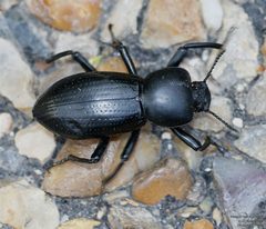 Oenopion zopheroides by (c) John Rosford, some rights reserved (CC BY), uploaded by John Rosford. Used under a CC-BY license.