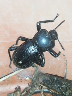 Oenopion zopheroides by (c) Liliana Ramírez-Freire, some rights reserved (CC BY), uploaded by Liliana Ramírez-Freire. Used under a CC-BY license.