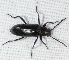 Oploptera simplicicolle by no rights reserved, uploaded by kcthetc1. Used under a CC0 license.
