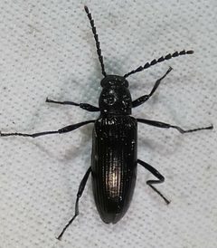 Oploptera simplicicolle by no rights reserved, uploaded by kcthetc1. Used under a CC0 license.