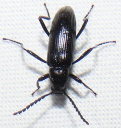 Oploptera simplicicolle by no rights reserved, uploaded by kcthetc1. Used under a CC0 license.