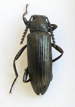 Oploptera simplicicolle by (c) jimeckert49, some rights reserved (CC BY). Used under a CC-BY license.