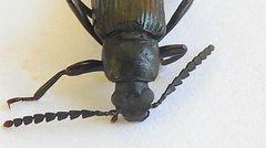 Oploptera simplicicolle by (c) jimeckert49, some rights reserved (CC BY). Used under a CC-BY license.