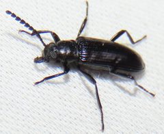 Oploptera simplicicolle by no rights reserved, uploaded by kcthetc1. Used under a CC0 license.