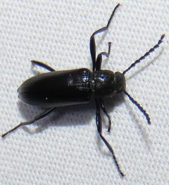 Oploptera simplicicolle by no rights reserved, uploaded by kcthetc1. Used under a CC0 license.