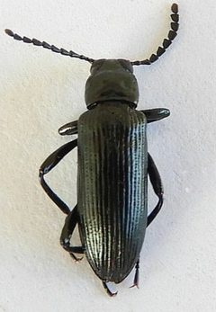 Oploptera simplicicolle by (c) jimeckert49, some rights reserved (CC BY). Used under a CC-BY license.