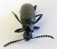 Oploptera simplicicolle by (c) jimeckert49, some rights reserved (CC BY). Used under a CC-BY license.