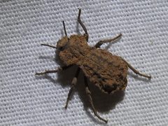 Pelecyphorus contortus by (c) Sam Kieschnick, some rights reserved (CC BY), uploaded by Sam Kieschnick. Used under a CC-BY license.