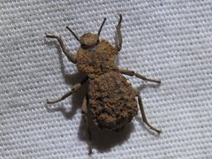Pelecyphorus contortus by (c) Sam Kieschnick, some rights reserved (CC BY), uploaded by Sam Kieschnick. Used under a CC-BY license.