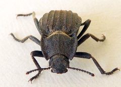 Pelecyphorus liratus by (c) jimeckert49, some rights reserved (CC BY). Used under a CC-BY license.