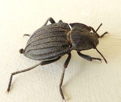 Pelecyphorus liratus by (c) jimeckert49, some rights reserved (CC BY). Used under a CC-BY license.