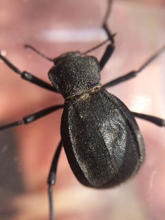 Philolithus densicollis by (c) Darin J McGuire, some rights reserved (CC BY), uploaded by Darin J McGuire. Used under a CC-BY license.