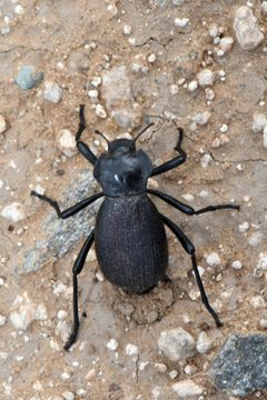 Philolithus elatus by (c) Tom Kennedy, some rights reserved (CC BY), uploaded by Tom Kennedy. Used under a CC-BY license.