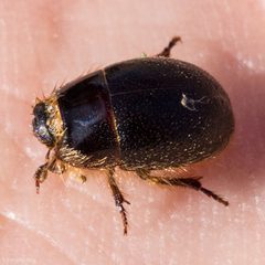 Coelus by (c) Ken-ichi Ueda, some rights reserved (CC BY), uploaded by Ken-ichi Ueda. Used under a CC-BY license.