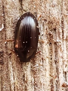 Platydema americana by (c) Mark Richman, some rights reserved (CC BY), uploaded by Mark Richman. Used under a CC-BY license.