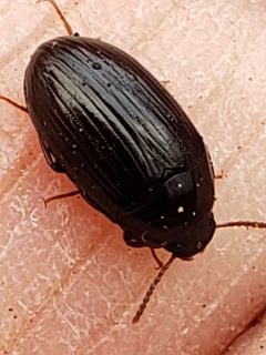 Platydema americana by (c) Mark Richman, some rights reserved (CC BY), uploaded by Mark Richman. Used under a CC-BY license.