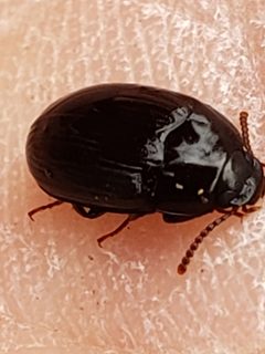 Platydema americana by (c) Mark Richman, some rights reserved (CC BY), uploaded by Mark Richman. Used under a CC-BY license.