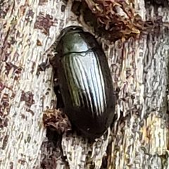 Platydema americana by (c) Mark Richman, some rights reserved (CC BY), uploaded by Mark Richman. Used under a CC-BY license.