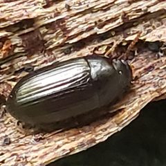 Platydema americana by (c) Mark Richman, some rights reserved (CC BY), uploaded by Mark Richman. Used under a CC-BY license.