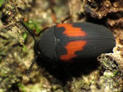 Platydema elliptica by (c) Katja Schulz, some rights reserved (CC BY). Used under a CC-BY license.