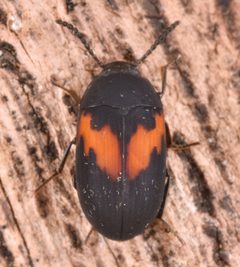 Platydema elliptica by (c) skitterbug, some rights reserved (CC BY), uploaded by skitterbug. Used under a CC-BY license.