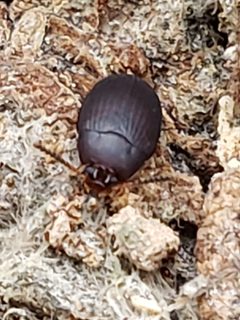 Platydema erythrocera by (c) Mark Richman, some rights reserved (CC BY), uploaded by Mark Richman. Used under a CC-BY license.
