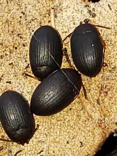 Platydema erythrocera by (c) Mark Richman, some rights reserved (CC BY), uploaded by Mark Richman. Used under a CC-BY license.