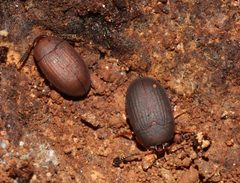 Platydema erythrocera by (c) Gordon C. Snelling, some rights reserved (CC BY), uploaded by Gordon C. Snelling. Used under a CC-BY license.