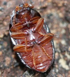 Platydema ruficornis by (c) Even Dankowicz, some rights reserved (CC BY), uploaded by Even Dankowicz. Used under a CC-BY license.