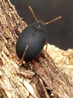 Platydema ruficornis by (c) Mark Richman, some rights reserved (CC BY), uploaded by Mark Richman. Used under a CC-BY license.