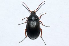 Pseudocistela brevis by (c) Owen Strickland, some rights reserved (CC BY), uploaded by Owen Strickland. Used under a CC-BY license.
