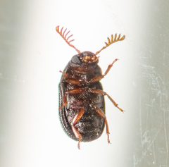 Rhipidandrus paradoxus by (c) Justin Williams, some rights reserved (CC BY), uploaded by Justin Williams. Used under a CC-BY license.