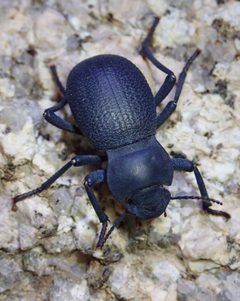 Schizillus laticeps by (c) Cricket Raspet, some rights reserved (CC BY), uploaded by Cricket Raspet. Used under a CC-BY license.