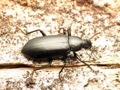 Stenochiinae by (c) Katja Schulz, some rights reserved (CC BY). Used under a CC-BY license.