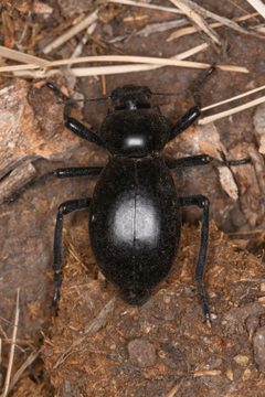 Stenomorpha cressoni by (c) Trevor Van Loon, some rights reserved (CC BY), uploaded by Trevor Van Loon. Used under a CC-BY license.