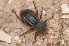 Stenomorpha mckittricki by (c) Trevor Van Loon, some rights reserved (CC BY), uploaded by Trevor Van Loon. Used under a CC-BY license.