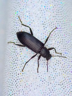 Strongylium tenuicolle by (c) Michelle W. （鍾偉瑋）, some rights reserved (CC BY), uploaded by Michelle W. （鍾偉瑋）. Used under a CC-BY license.