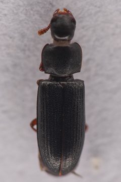 Tribolium audax by (c) Trevor Van Loon, some rights reserved (CC BY), uploaded by Trevor Van Loon. Used under a CC-BY license.