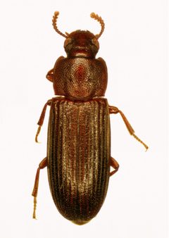 Tribolium destructor by (c) CSIRO, some rights reserved (CC BY). Used under a CC-BY license.