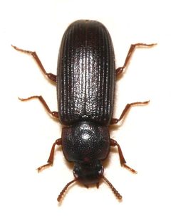 Tribolium destructor by (c) portioid, some rights reserved (CC BY), uploaded by portioid. Used under a CC-BY license.