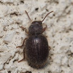 Trichiotes seriatus by (c) Russell Pfau, some rights reserved (CC BY), uploaded by Russell Pfau. Used under a CC-BY license.
