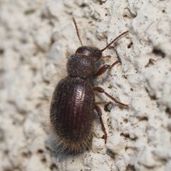 Trichiotes seriatus by (c) Russell Pfau, some rights reserved (CC BY), uploaded by Russell Pfau. Used under a CC-BY license.