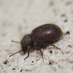 Trichiotes seriatus by (c) Russell Pfau, some rights reserved (CC BY), uploaded by Russell Pfau. Used under a CC-BY license.