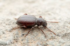 Triorophus laevis by (c) Jake Nitta, some rights reserved (CC BY), uploaded by Jake Nitta. Used under a CC-BY license.