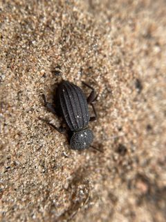 Trogloderus arcanus by (c) Matt Berger, some rights reserved (CC BY), uploaded by Matt Berger. Used under a CC-BY license.